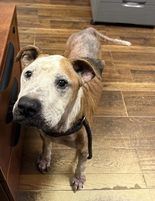 A senior medium-sized male Mixed Breed dog named Howard for adoption in Melbourne, FL