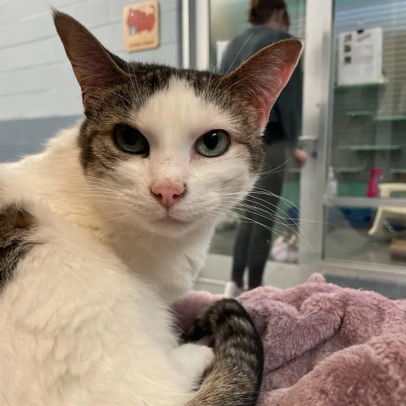 A senior medium-sized female Domestic Short Hair cat named Stella Ann for adoption in South Bend, IN