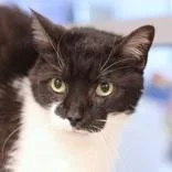 A senior large-sized male Black & White / Tuxedo Domestic Short Hair cat named Lenny for adoption in Hilliard, OH