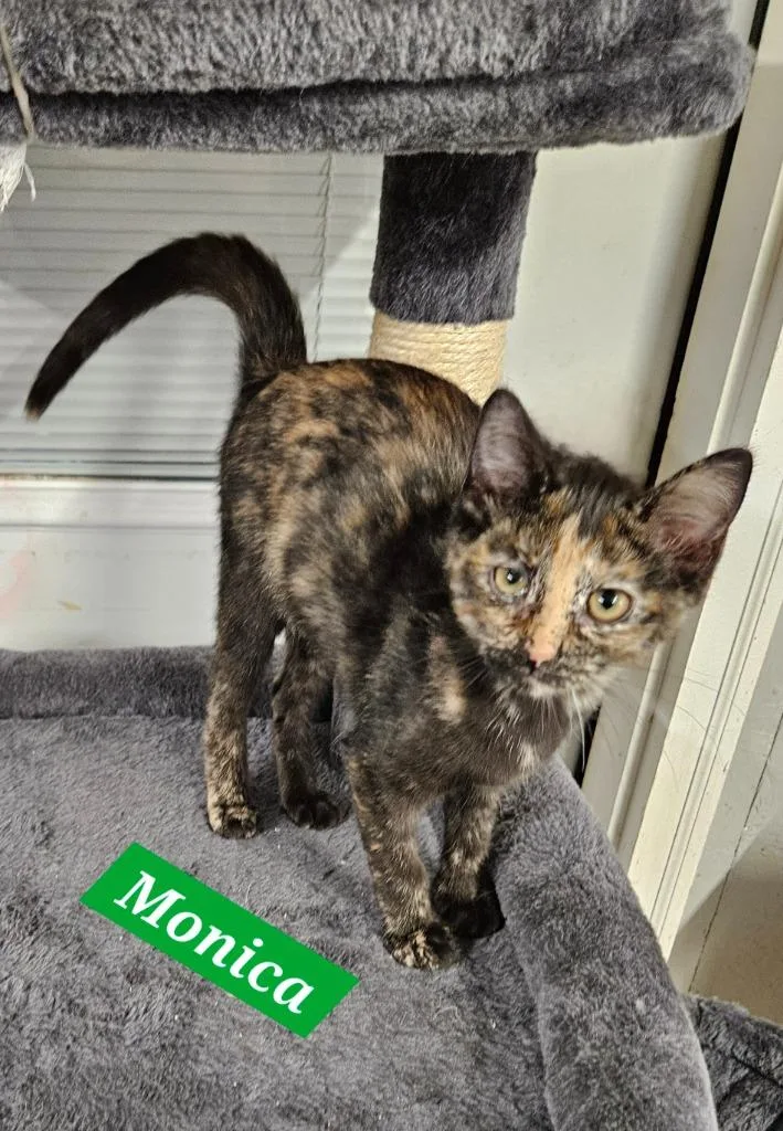 A baby medium-sized female Domestic Short Hair cat named Monica for adoption in Manchester, TN