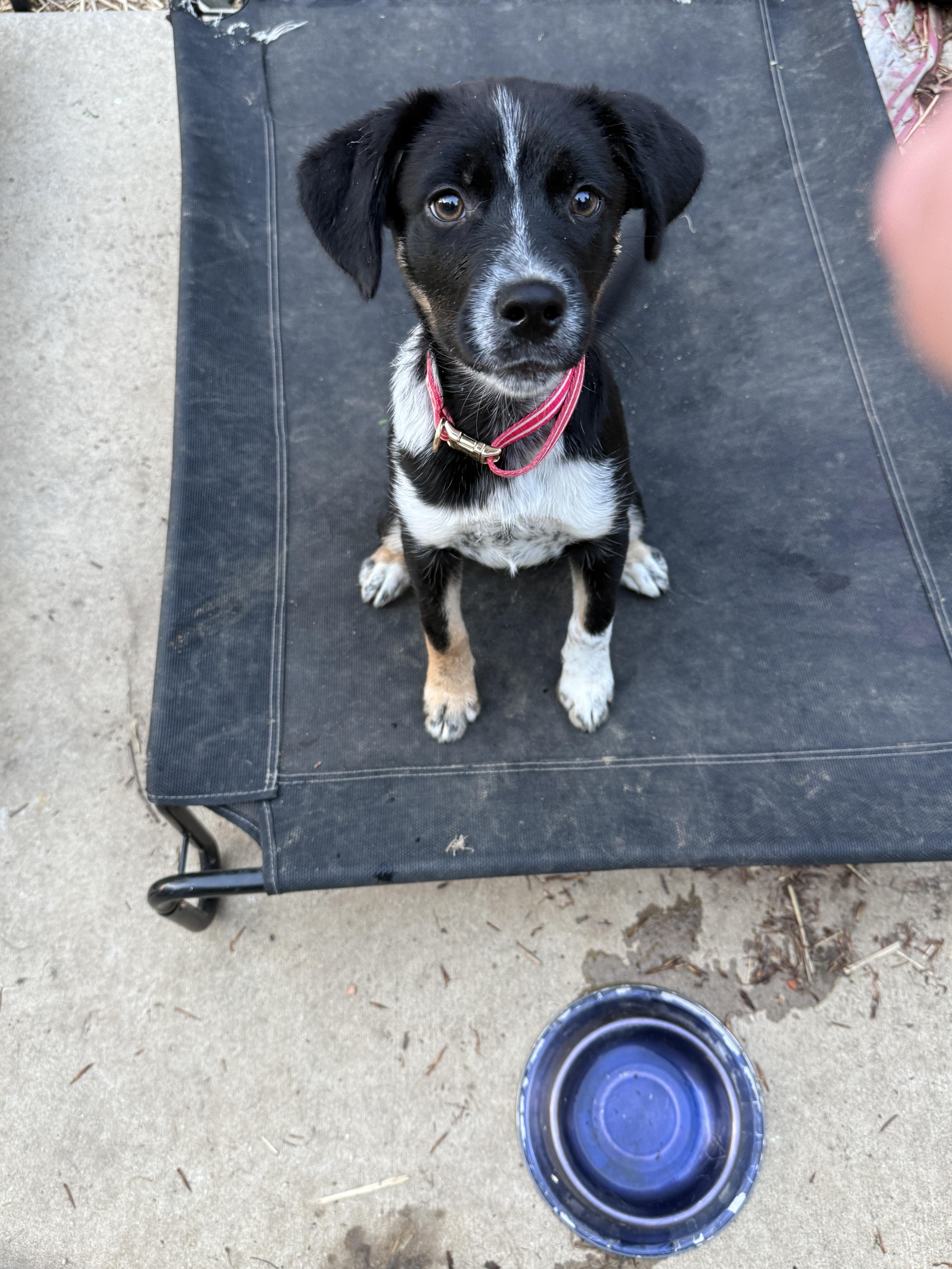 A baby small-sized female Siberian Husky dog named Milky Way for adoption in Mooresville, IN
