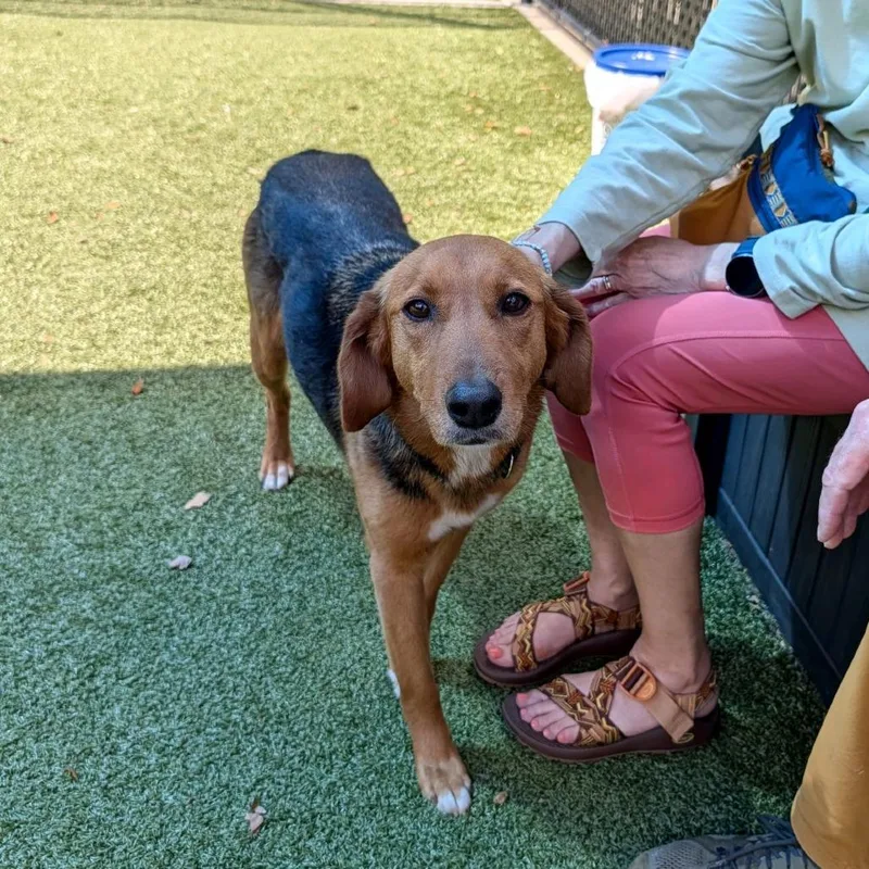 An adult medium-sized female Brown / Chocolate Hound dog named Mirabella for adoption in Greensboro, NC
