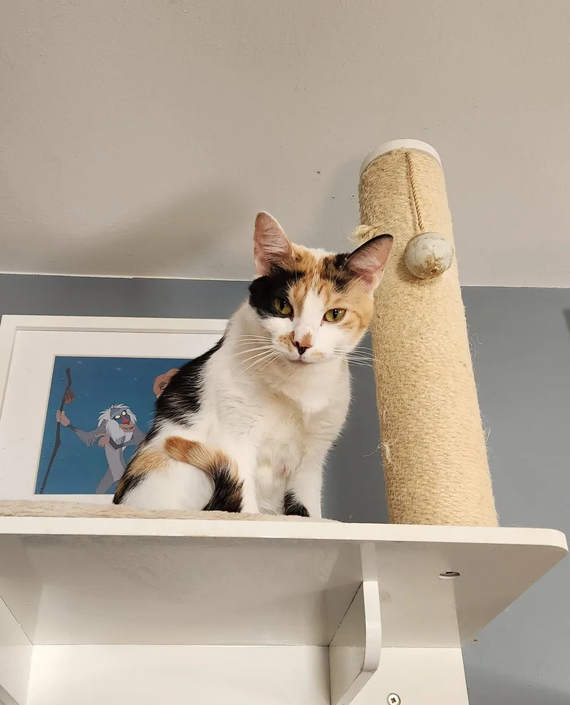 An adult medium-sized female Domestic Short Hair cat named Clorox for adoption in Wheaton, IL