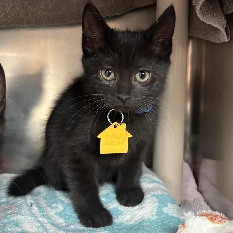 A baby small-sized female Black Domestic Short Hair cat named Jasper for adoption in Springfield, MA