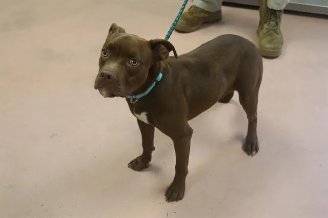 A young medium-sized female Mixed Breed dog named Lottie for adoption in Columbia, SC