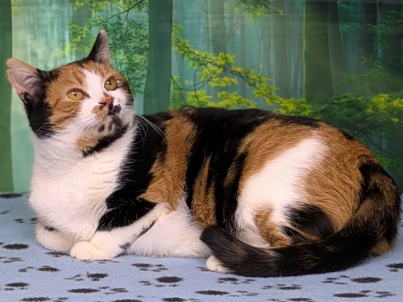 Kalispell thumbnail 2