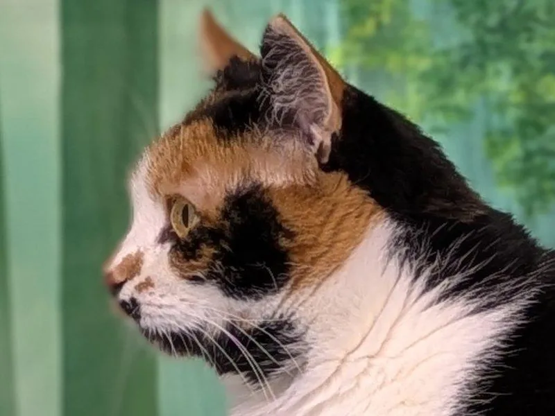 Kalispell thumbnail 3