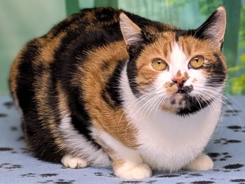 Kalispell thumbnail 4