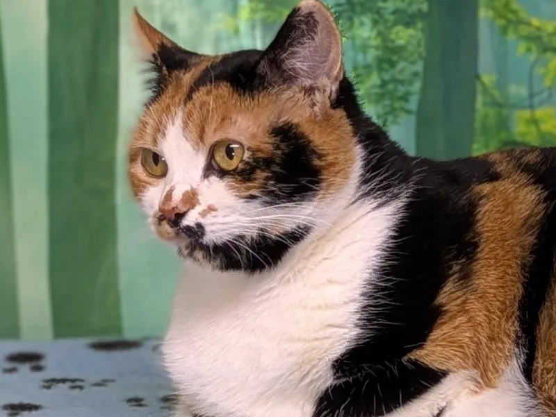 Kalispell thumbnail 5