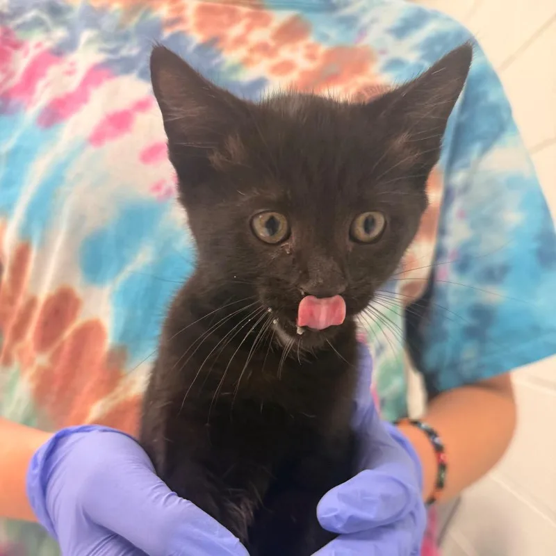 A baby small-sized male Black Domestic Short Hair cat named Penguin for adoption in Chattanooga, TN
