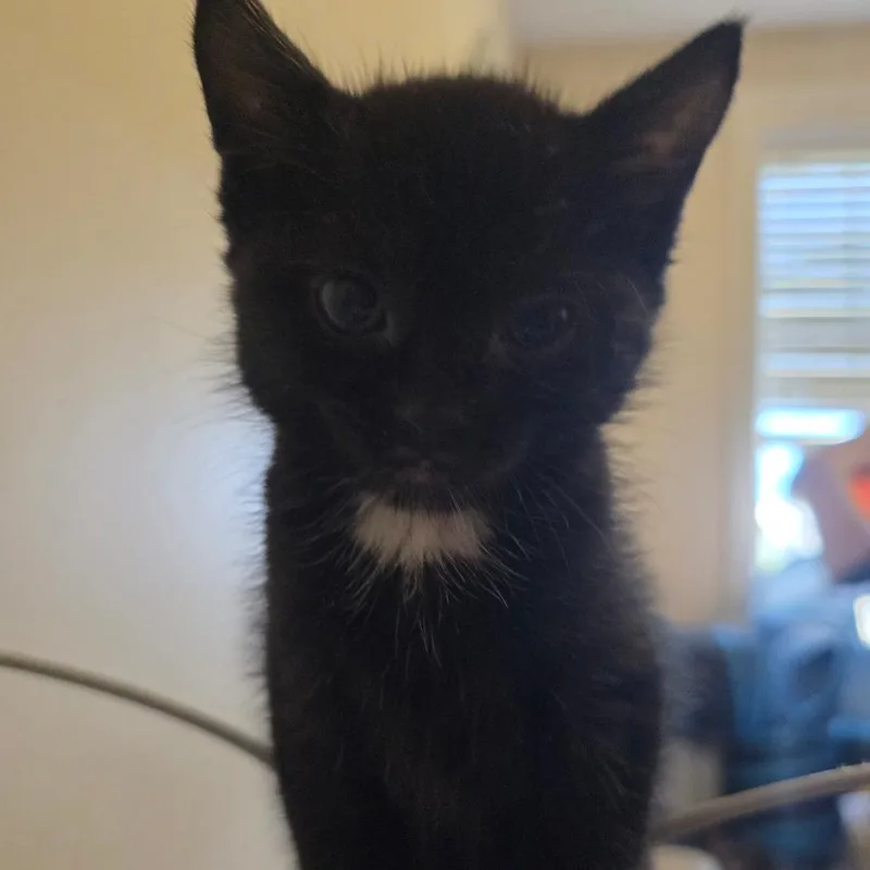A baby small-sized female Black Domestic Short Hair cat named Diva for adoption in Layton, UT