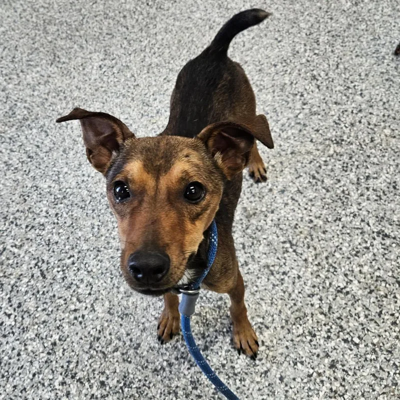 An adult small-sized male Black Miniature Pinscher dog named Spooky for adoption in Kingman, KS