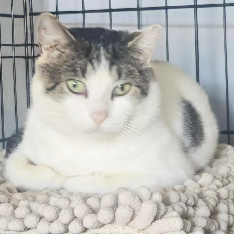 A young medium-sized male Black & White / Tuxedo Domestic Short Hair cat named Wilder Shy but for adoption in Rochester, NY