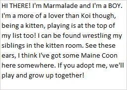 A young medium-sized male Domestic Medium Hair cat named Marmalade for adoption in Libby, MT