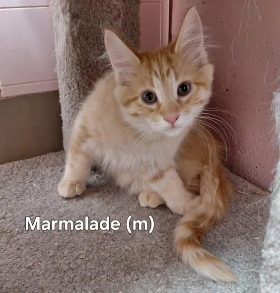 Marmalade thumbnail 2