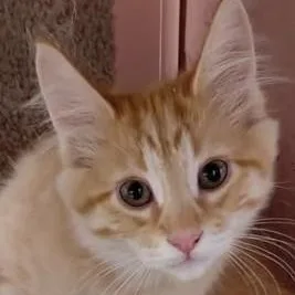 Marmalade thumbnail 3