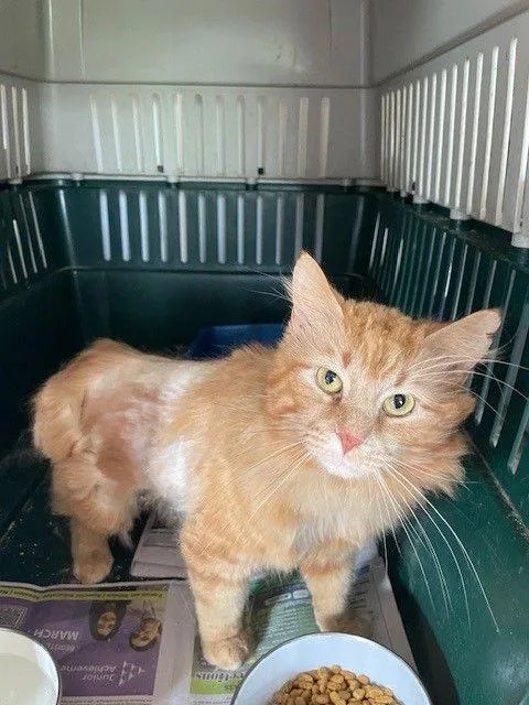 An adult medium-sized male Domestic Long Hair cat named Cash for adoption in Apollo, PA