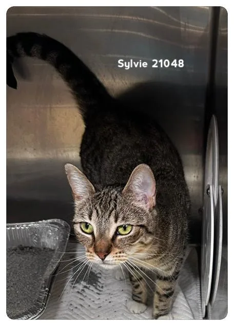 A young medium-sized female Tabby (Brown / Chocolate) Domestic Short Hair cat named Sylvie for adoption in Marietta, GA