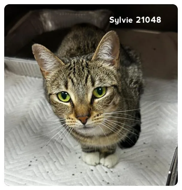 Sylvie thumbnail 3
