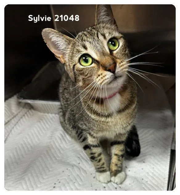 Sylvie thumbnail 5