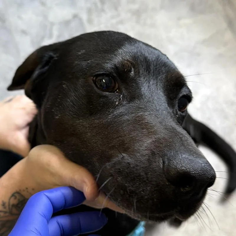 An adult medium-sized male Black Mixed Breed dog named Jeffree for adoption in Oak Hill, WV
