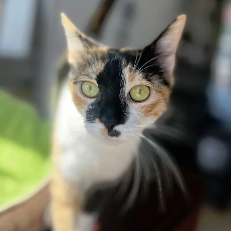 A young medium-sized female Calico Domestic Short Hair cat named Squeaky for adoption in Durham, NC