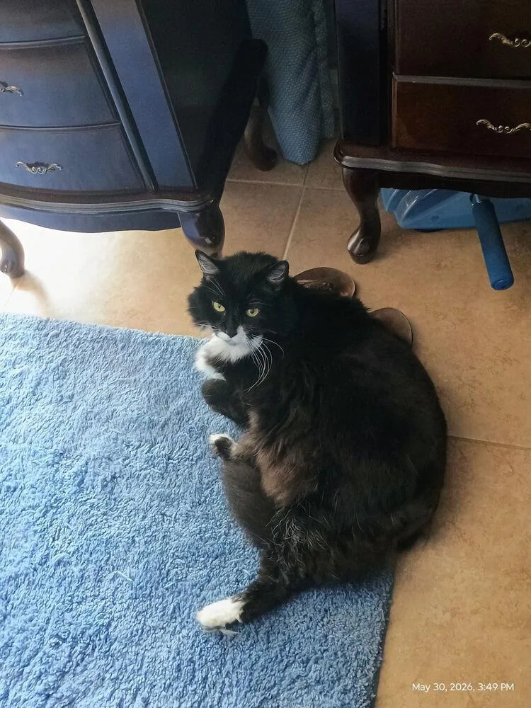 Oreo