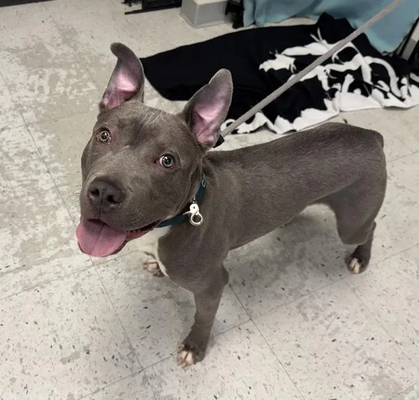 A young medium-sized male Pit Bull Terrier dog named Tabasco for adoption in Salt Lake City, UT