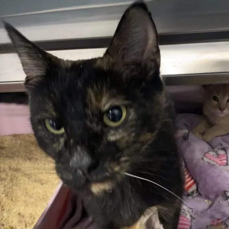 A young small-sized female Tortoiseshell Domestic Short Hair cat named Patch for adoption in Sheridan, WY