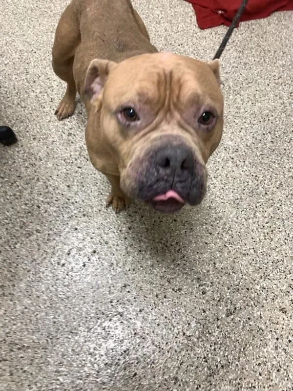 An adult medium-sized male American Bully dog named Major for adoption in Vancouver, WA