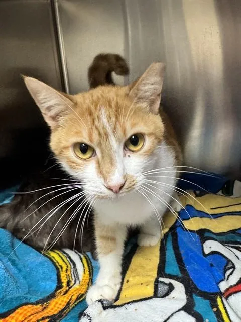 A young large-sized male Domestic Short Hair cat named Chester for adoption in San Jose, CA