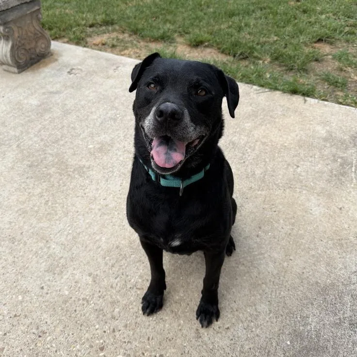 A senior large-sized male Black Labrador Retriever dog named BoBoQ for adoption in Carencro, LA
