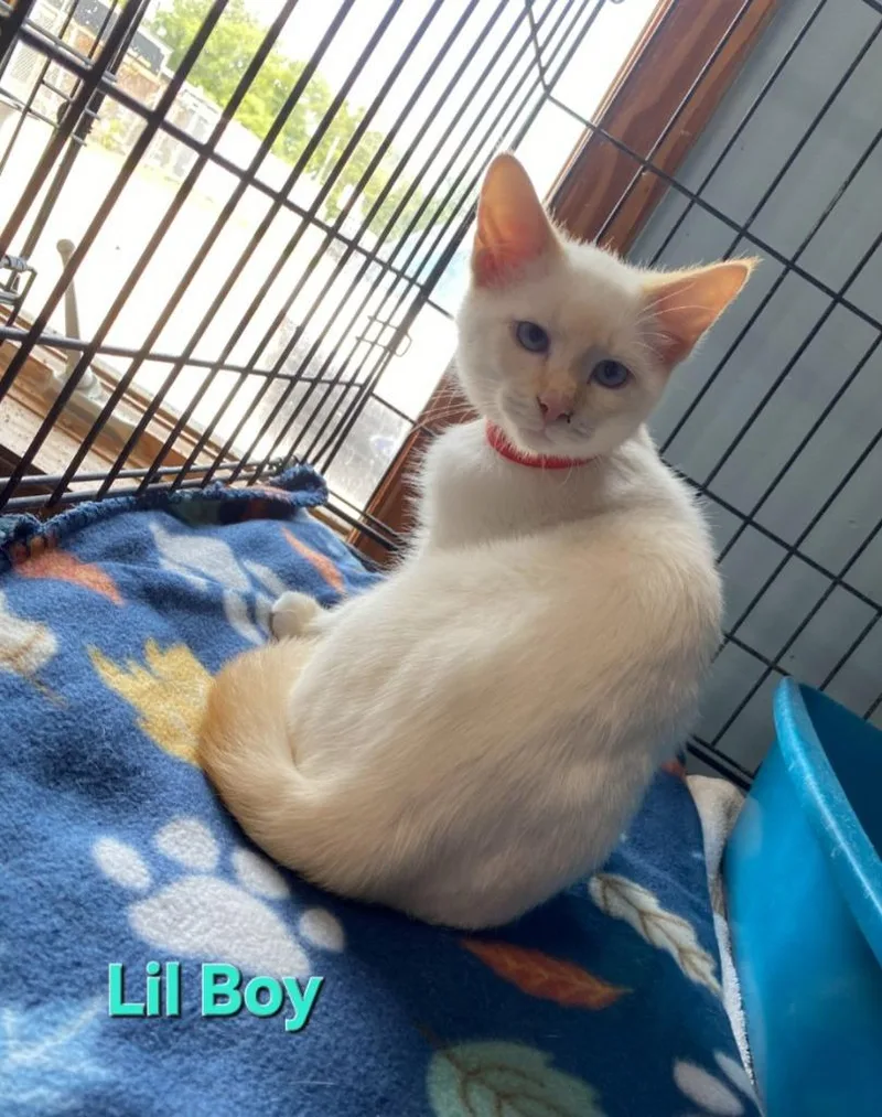 Lil Boy