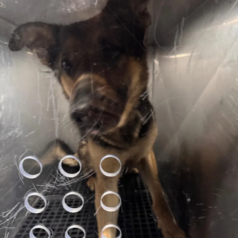An adult medium-sized male Brown / Chocolate German Shepherd Dog dog named Brick for adoption in Philadelphia, PA