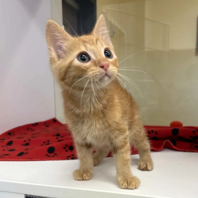 A baby small-sized male Orange / Red Domestic Short Hair cat named Daryl for adoption in Beaumont, TX