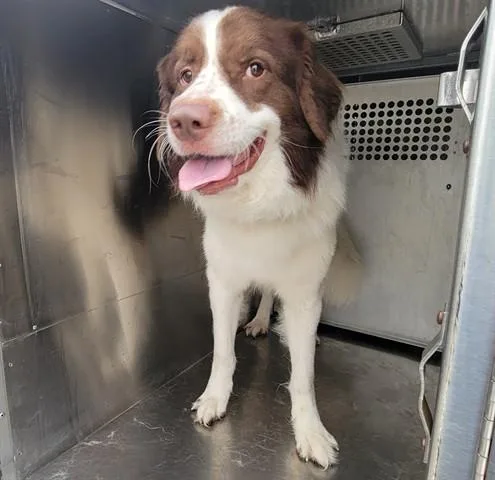 A young extra large-sized male Great Pyrenees dog named El Buddy for adoption in Garland, TX