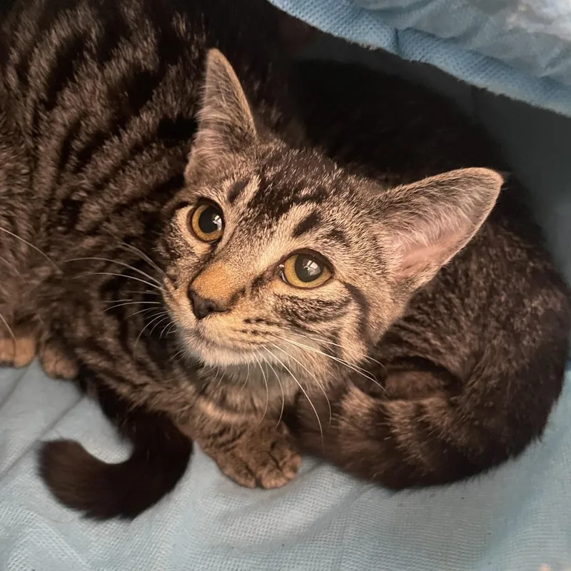 A baby medium-sized male Brown / Chocolate Domestic Short Hair cat named Crow for adoption in Saint Charles, MO