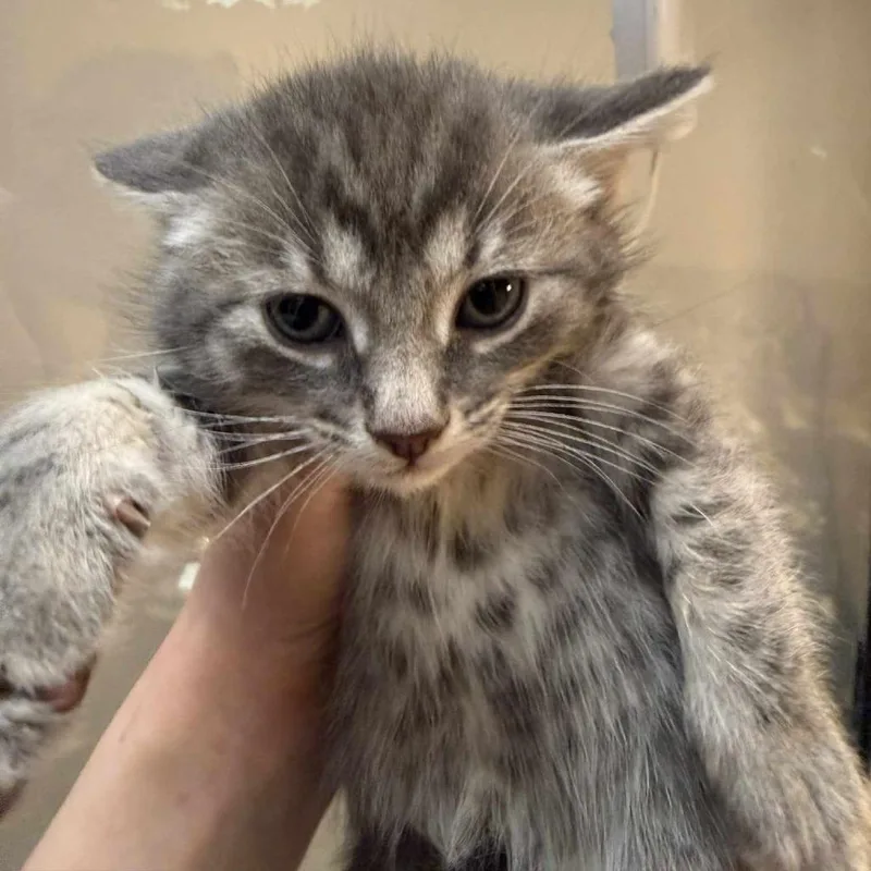 A baby small-sized male Gray / Blue / Silver Domestic Medium Hair cat named Gus for adoption in Beckley, WV