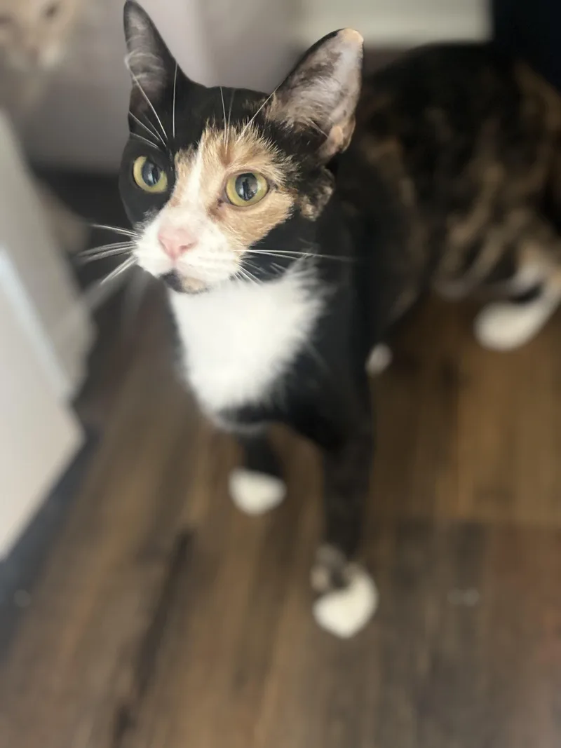 An adult medium-sized female Calico cat named Vivienne for adoption in Woodstock, GA