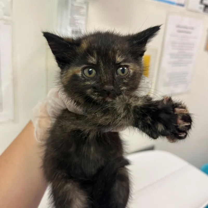 A baby small-sized female Tortoiseshell Domestic Medium Hair cat named Saint Patties Day for adoption in Charleston, WV