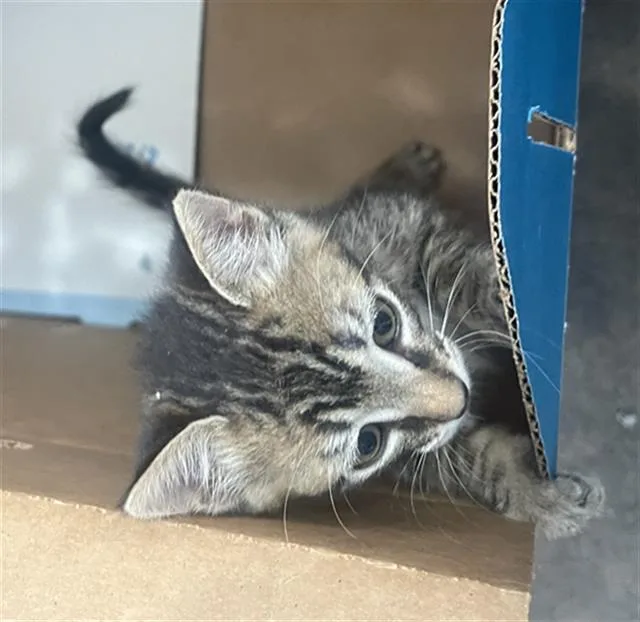 A baby medium-sized female Domestic Short Hair cat named Lady for adoption in Dallas, TX