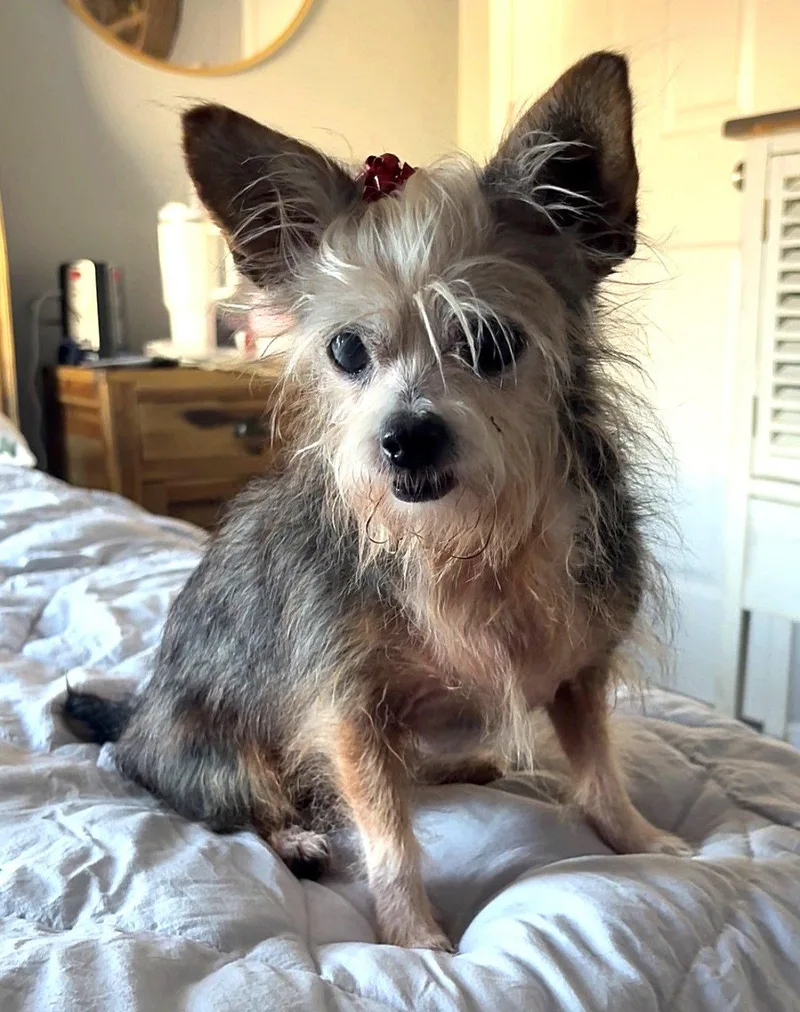 A senior small-sized female Yorkshire Terrier dog named Hazel spunkylilgirl for adoption in Houston, TX