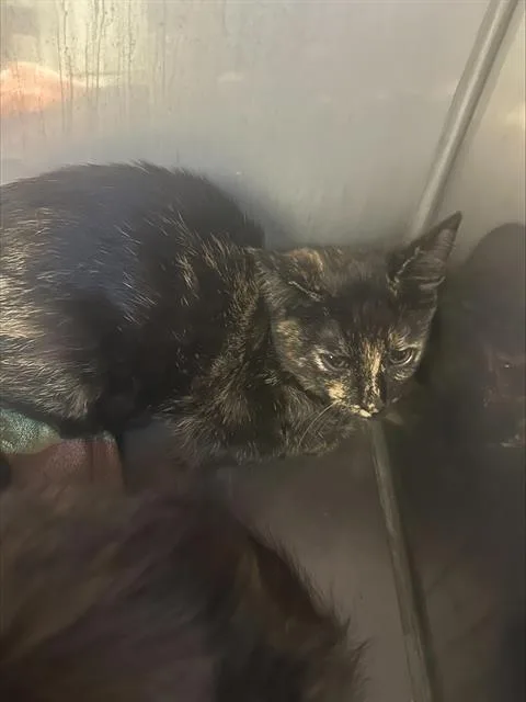 A baby medium-sized female Domestic Short Hair cat named Speckle for adoption in Santa Cruz, CA
