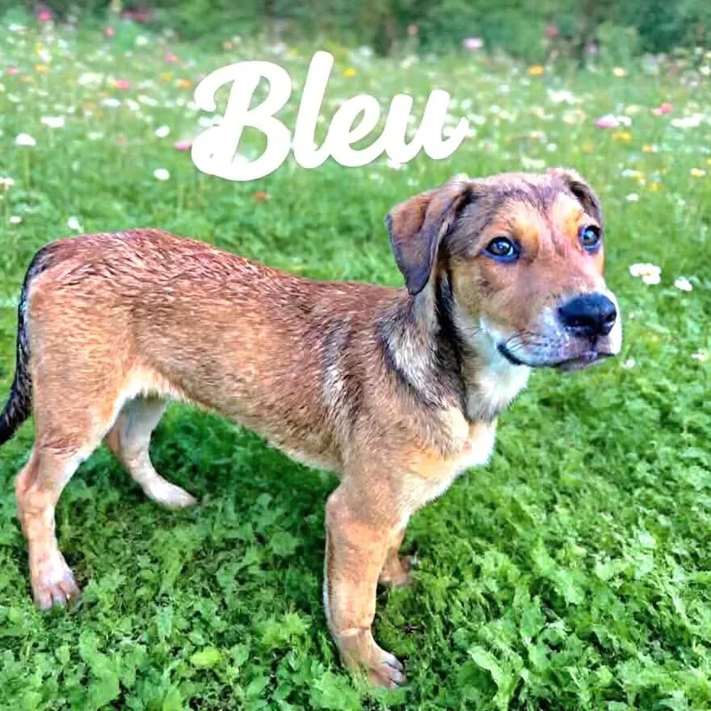Bleu thumbnail 2