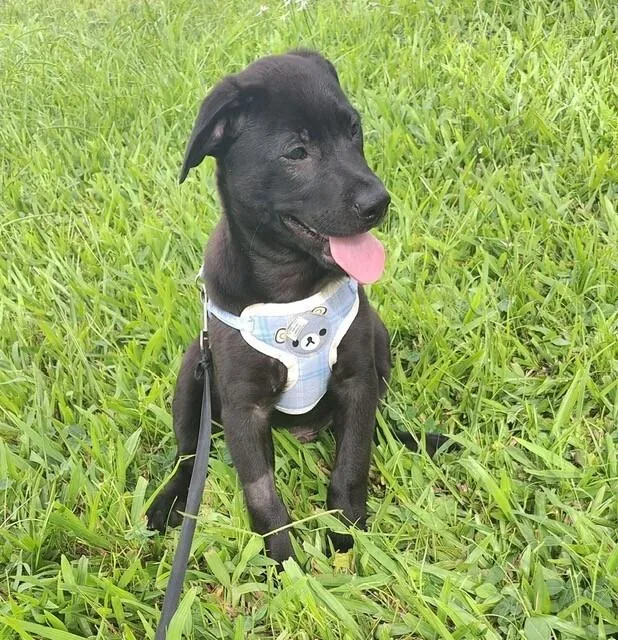 A baby small-sized male Tricolor (Brown, Black, & White) Labrador Retriever dog named Harry for adoption in North Reading, MA