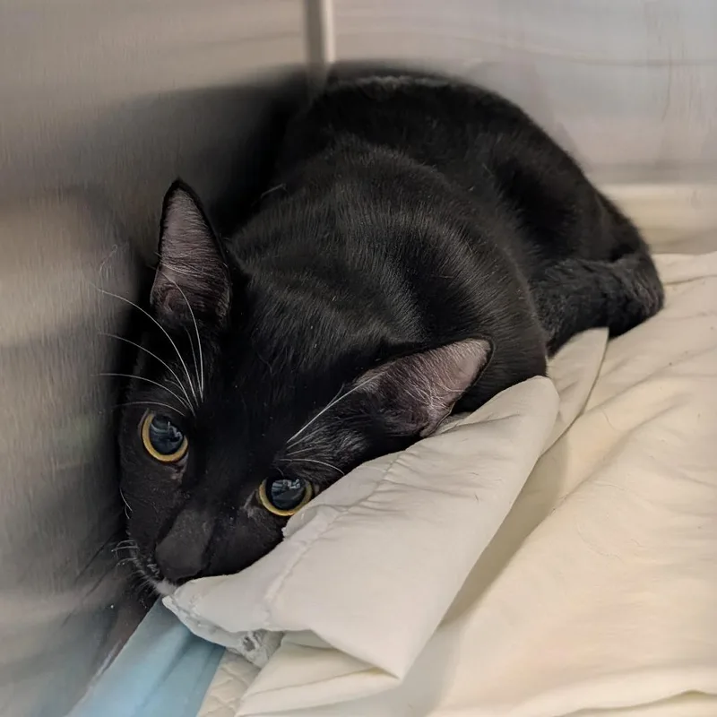 Kiki