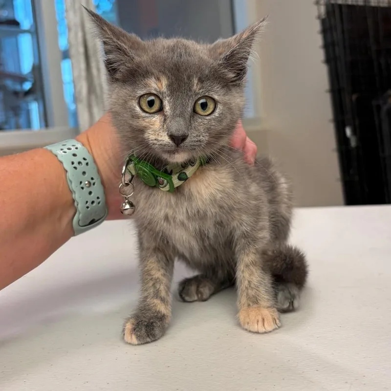 A baby small-sized female Tortoiseshell Domestic Short Hair cat named Snackies for adoption in Westminster, CA