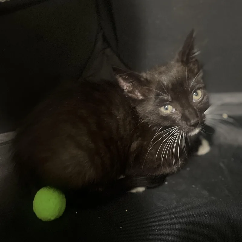 A baby small-sized female Black & White / Tuxedo Domestic Short Hair cat named Darcy for adoption in Long Island City, NY
