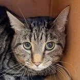 An adult large-sized male Domestic Short Hair cat named Drew for adoption in Hilliard, OH
