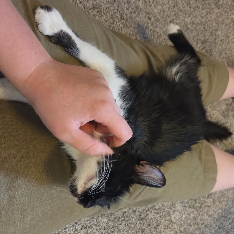 An adult medium-sized female Black Domestic Medium Hair cat named Brandywine Starkey for adoption in Morrison, CO